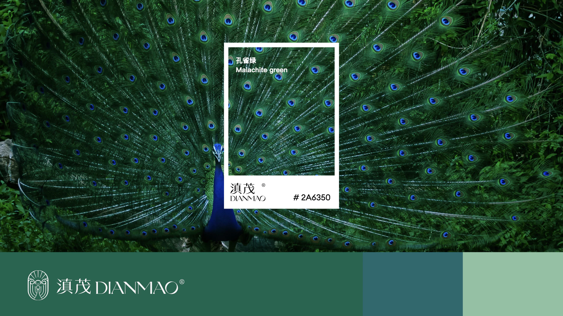 DIANMAO 滇茂 4.2