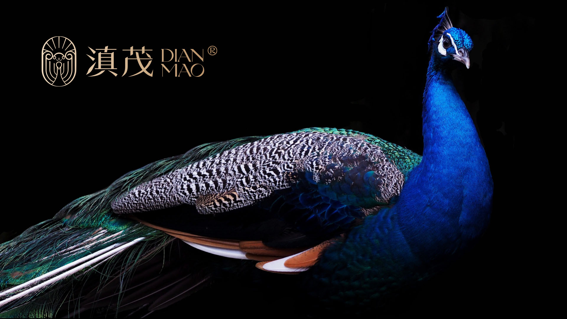 DIANMAO 滇茂